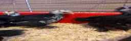 Chickens poultry for sale: Pekin bantam chicks  in Cardiff - Advert 9
