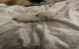 Ragdoll cats for sale: Ragdoll kittens  - Image 13