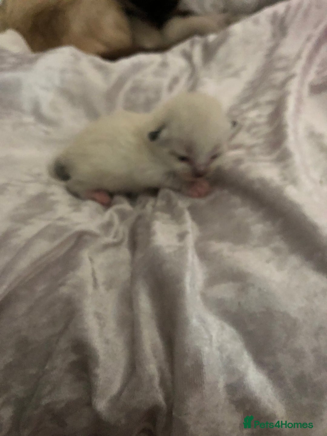 Ragdoll cats for sale: Ragdoll kittens  - Image 13