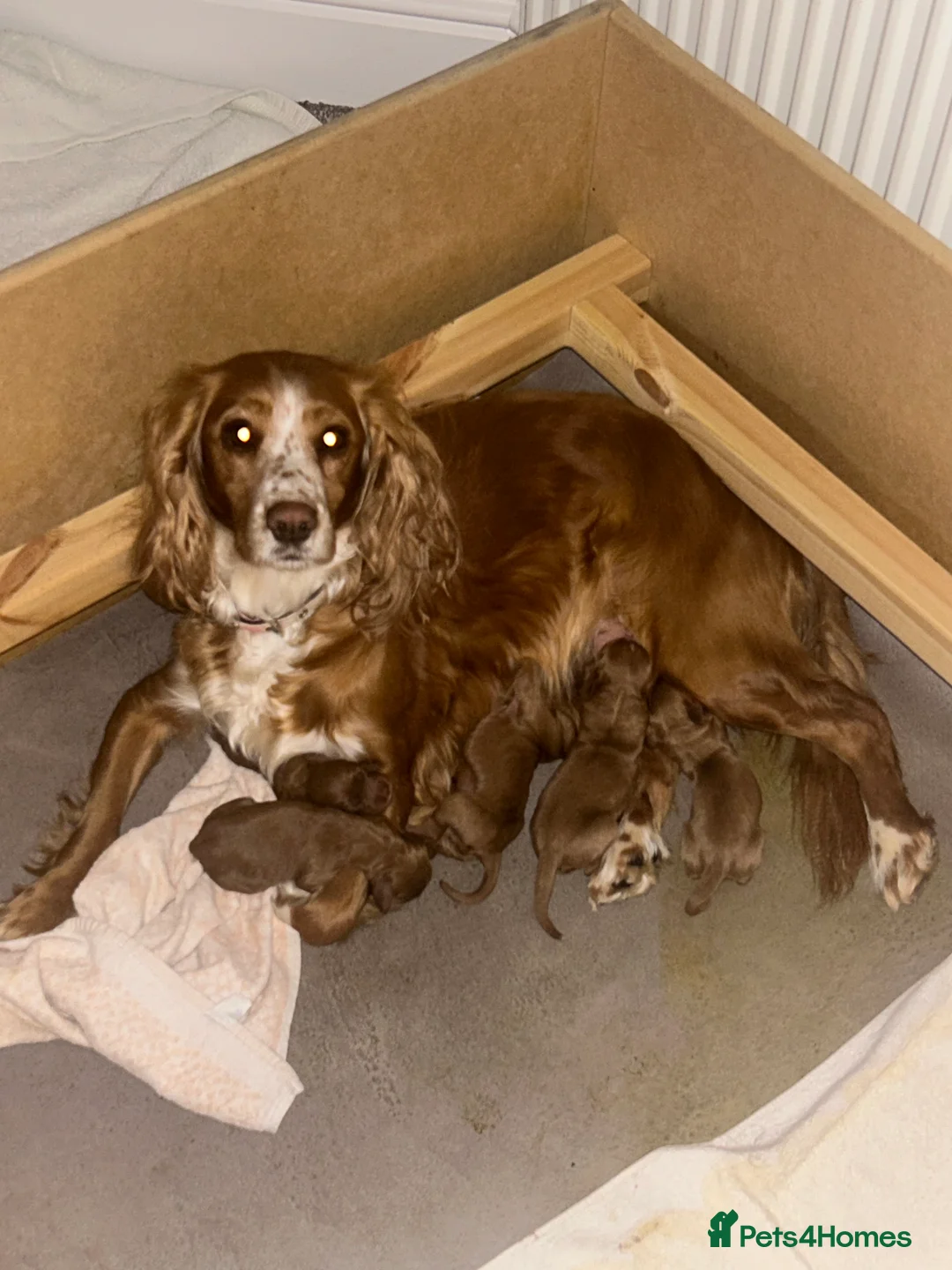 Cockapoo dogs for sale: ONE LITTLE LADY LEFT! F1 cockapoo  - Advert 3