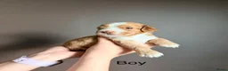 Cocker Spaniel dogs for sale: Working cocker spaniel puppies  in Cumnock - Advert 8