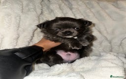 Chihuahua dogs for sale: chihuahua pups for sale  - Image 8