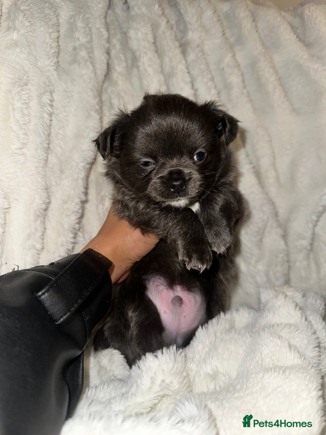 Chihuahua dogs for sale: chihuahua pups for sale  - Image 8