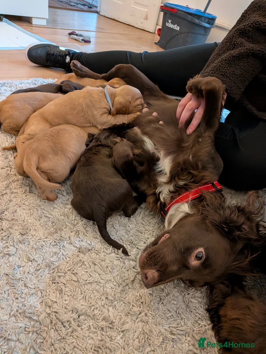 Cocker Spaniel dogs for sale: 1 RED FEMALE KC DNA CLEAR PUP  - Advert 2