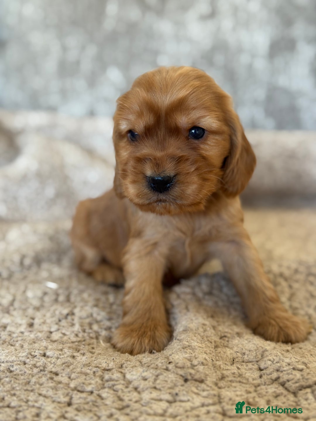 Cocker Spaniel dogs for sale: BEAUTIFUL KC REGISTERED SHOW TYPE HEALTH TESTED - Image 14