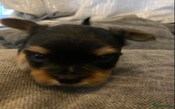 Mixed Breed dogs for sale: Biewer Yorkshire Terrier puppies for sale - Image 13