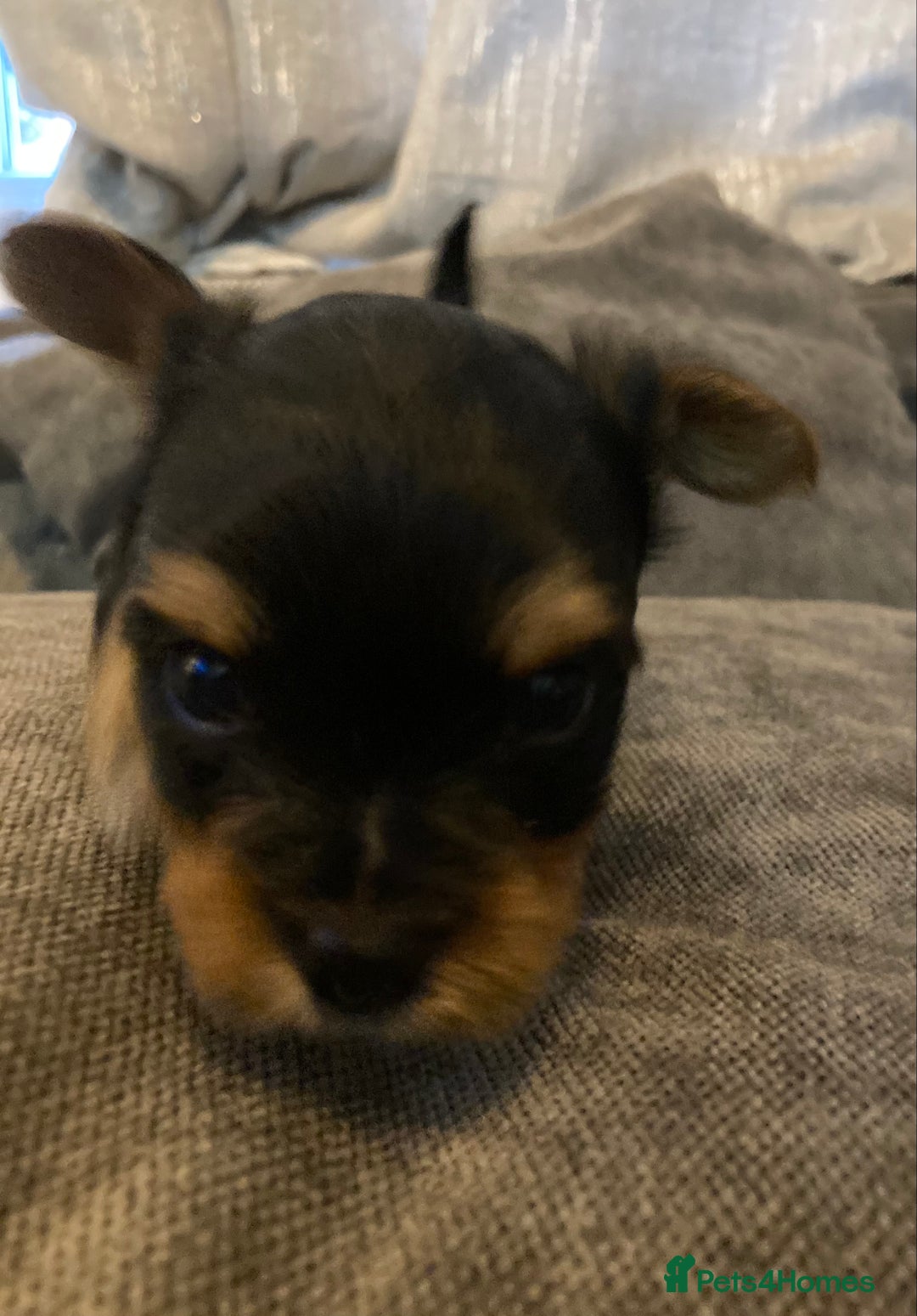 Mixed Breed dogs for sale: Biewer Yorkshire Terrier puppies for sale - Image 13