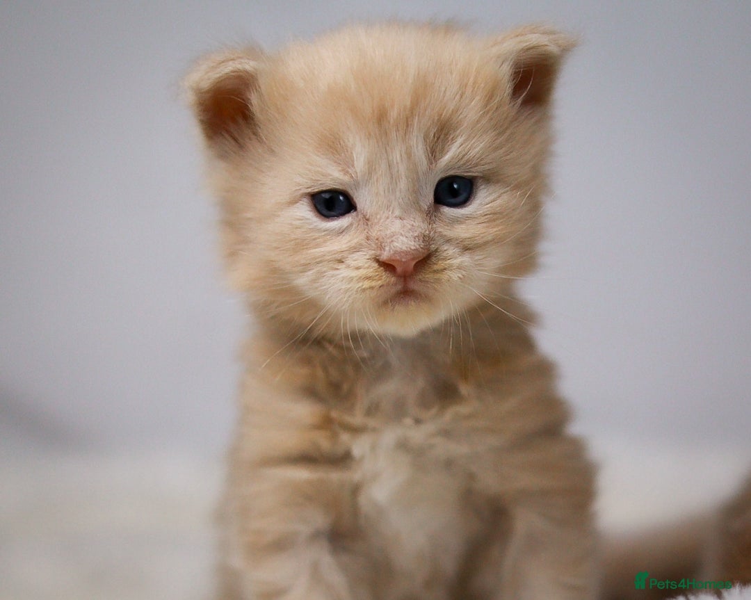 Maine Coon cats for sale: Rare Red Female Maine Coon – TICA Registered - Advert 11