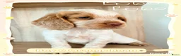 Cocker Spaniel dogs for sale: 🐾 8 Male Working Cocker Spaniel Puppies 🐾  - Advert 10
