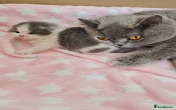 British Shorthair cats for sale: CHAMPION SIRED GCCF REG BLUE BI BSH MALE KITTEN - Image 4