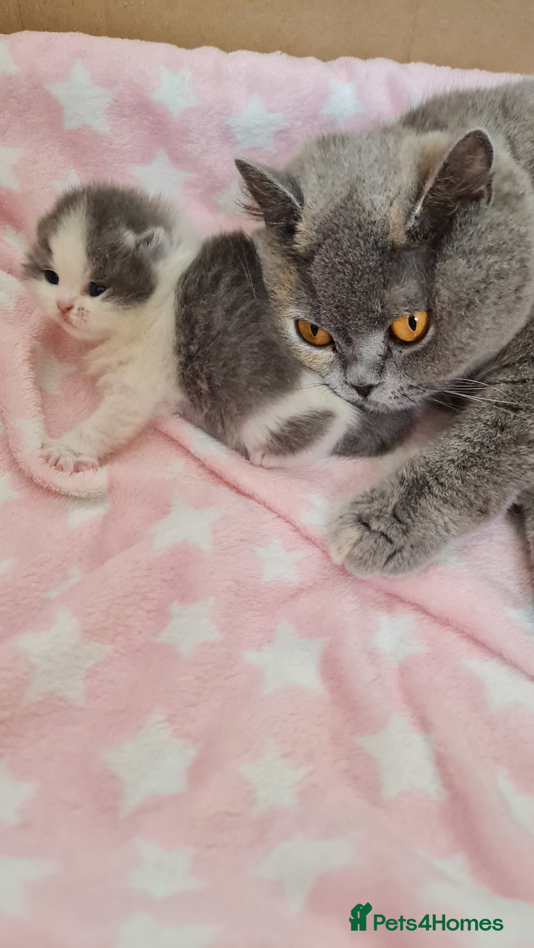 British Shorthair cats for sale: CHAMPION SIRED GCCF REG BLUE BI BSH MALE KITTEN - Image 4