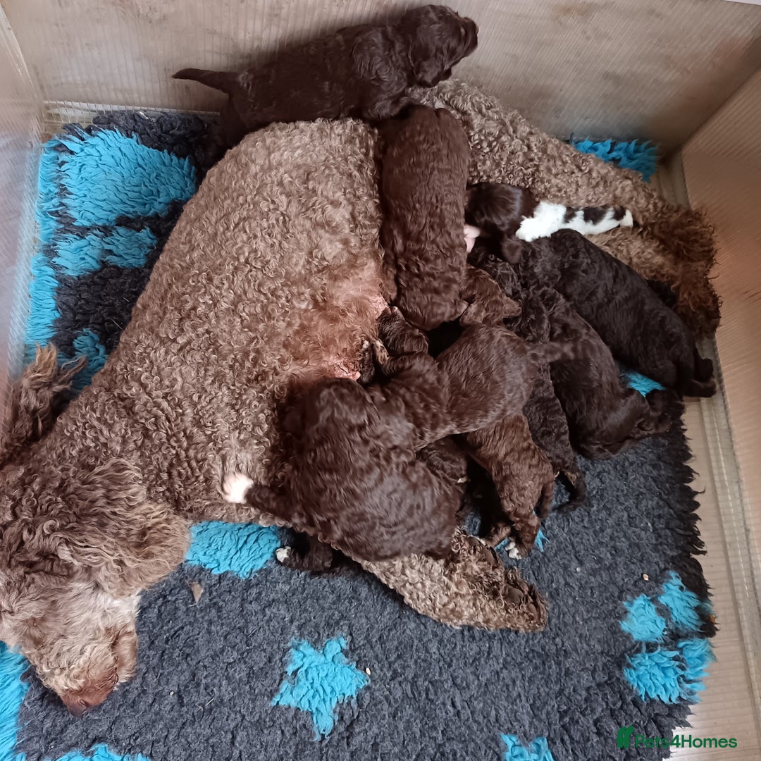Labradoodle dogs for sale: 🐾🌈 Bred for Potential, Raised for Resilience🐾🌈 - Advert 3