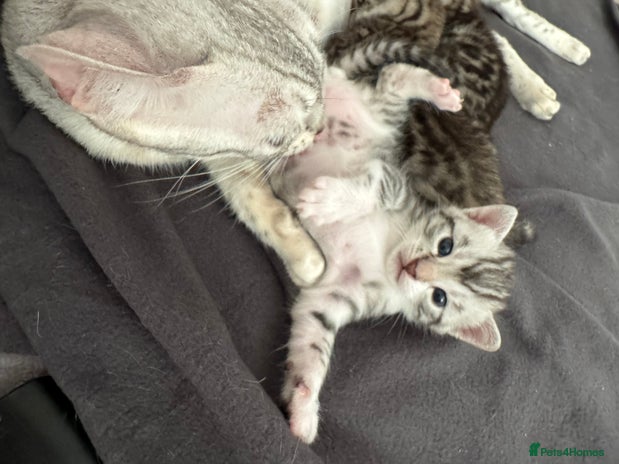 Bengal cats - Advert 7