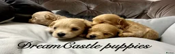 Maltipoo dogs for sale: Tiny maltipoo puppies Asian poodle dad  - Advert 14