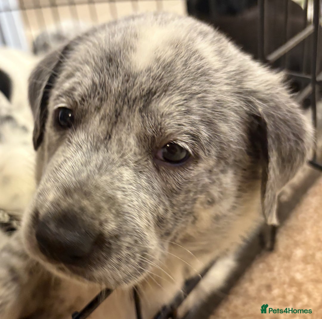 Mixed Breed dogs for sale: Pyrematian puppies - Advert 14