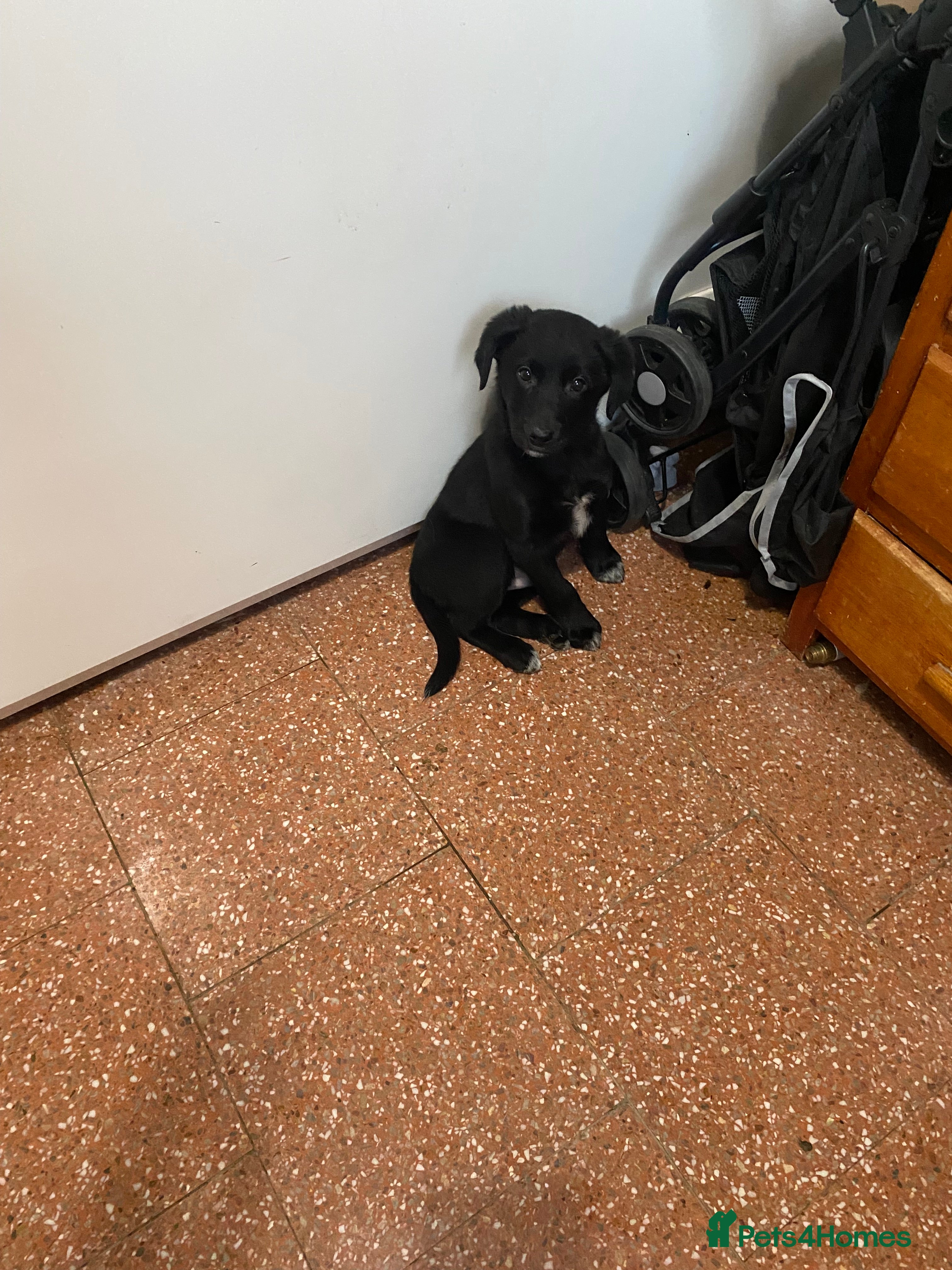 Mixed Breed dogs One little male Labrador x collie - Advert 2