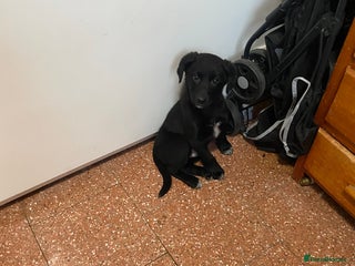 Mixed Breed dogs One little male Labrador x collie - Advert 2