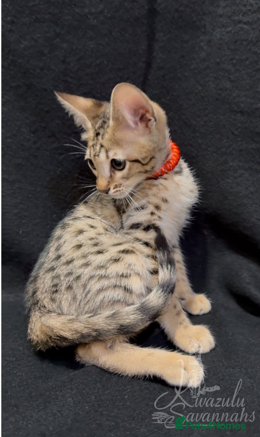 Savannah cats for sale: 12 Weeks Old 5*! -Exceptional Quality Tica Registr - Advert 15