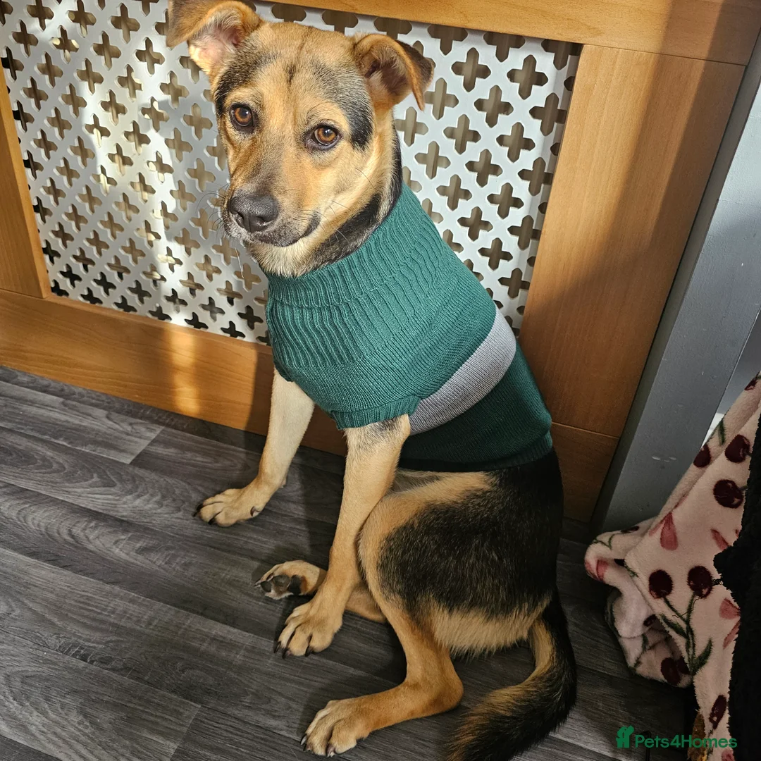 Mixed Breed dogs for sale: Rehoming Honey ❤️ - Advert 3