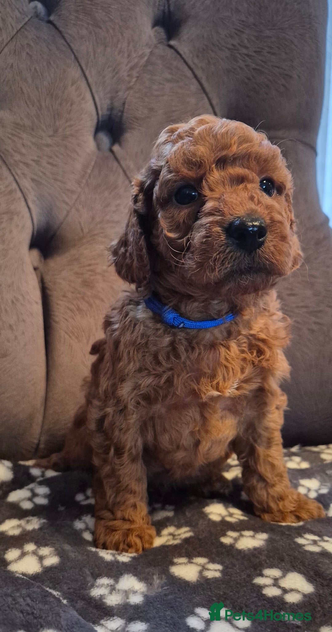 Cockapoo dogs for sale: Cockapoo puppies  - Image 15