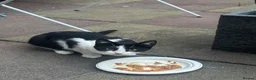 Mixed Breed cats for sale: stray kittens - Advert 3