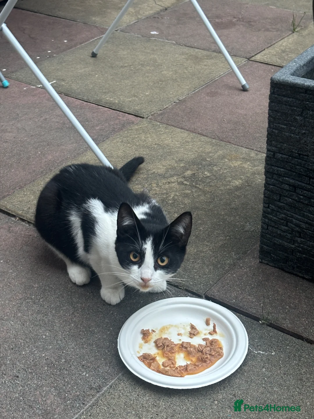 Mixed Breed cats for sale: stray kittens - Advert 3