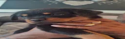 Rottweiler dogs for sale: Exceptional huge Rottweiler pups from amazing line - Advert 3