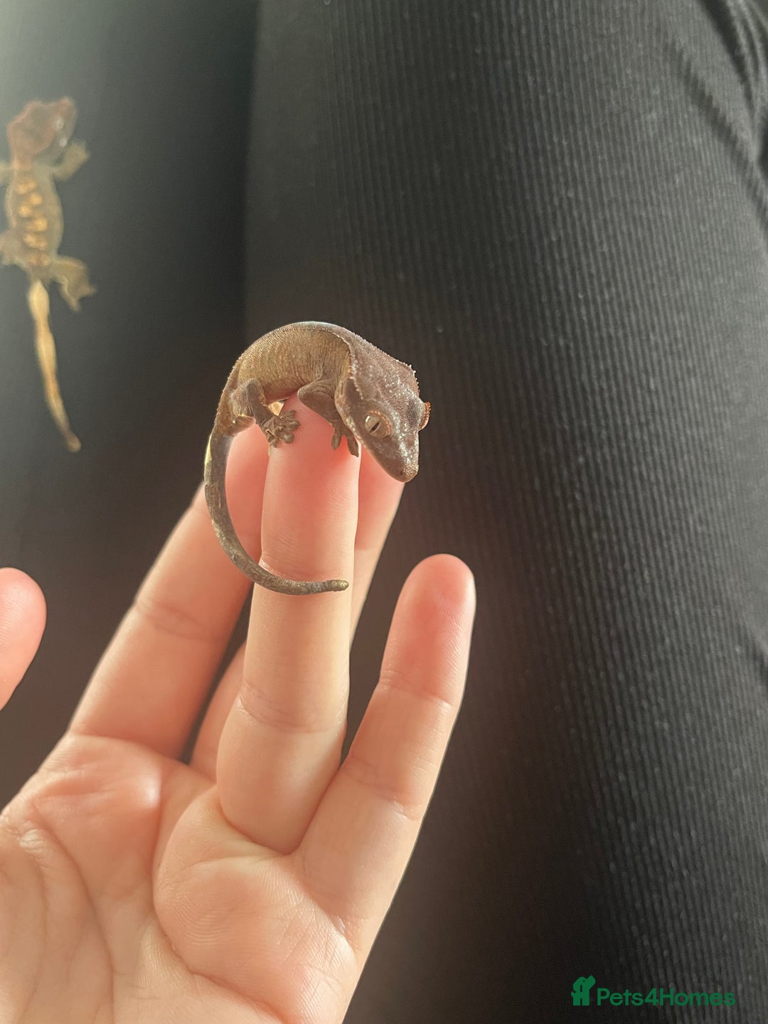 Gecko reptiles for sale: Baby Crested Geckos - Image 10