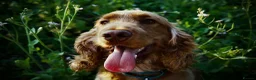 Cocker Spaniel dogs for sale: Show Cocker Spaniel - Advert 14
