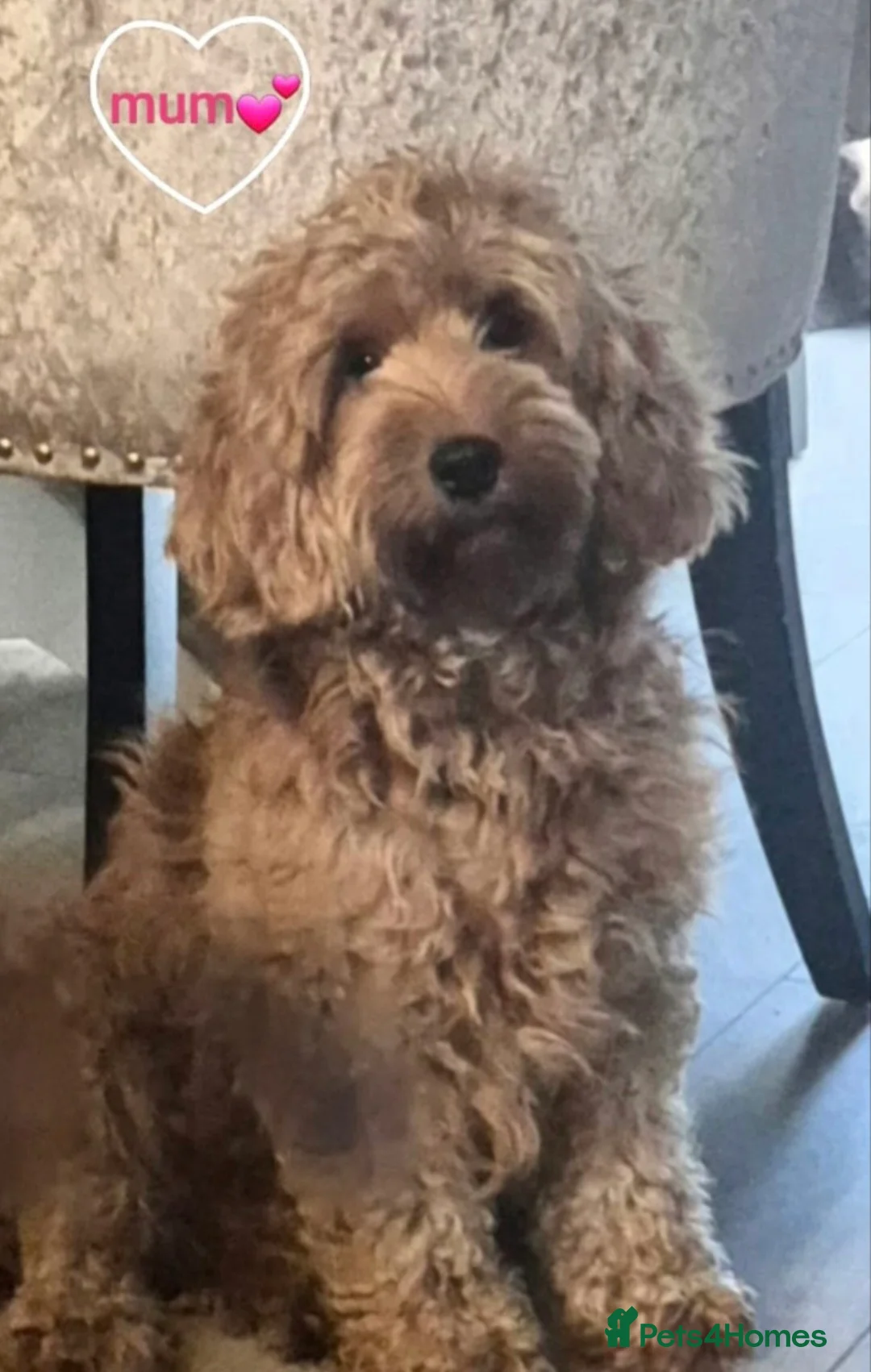 Cavapoo dogs for sale: F1B CAVAPOO PUPPIES EXTENSIVELY DNA HEALTH TESTED  - Advert 26