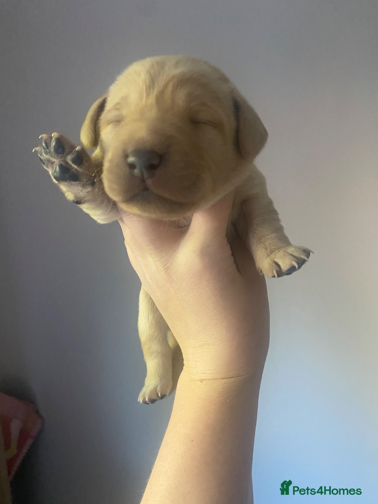 Labrador Retriever dogs 10 beautiful Labradors for sale  - Advert 10