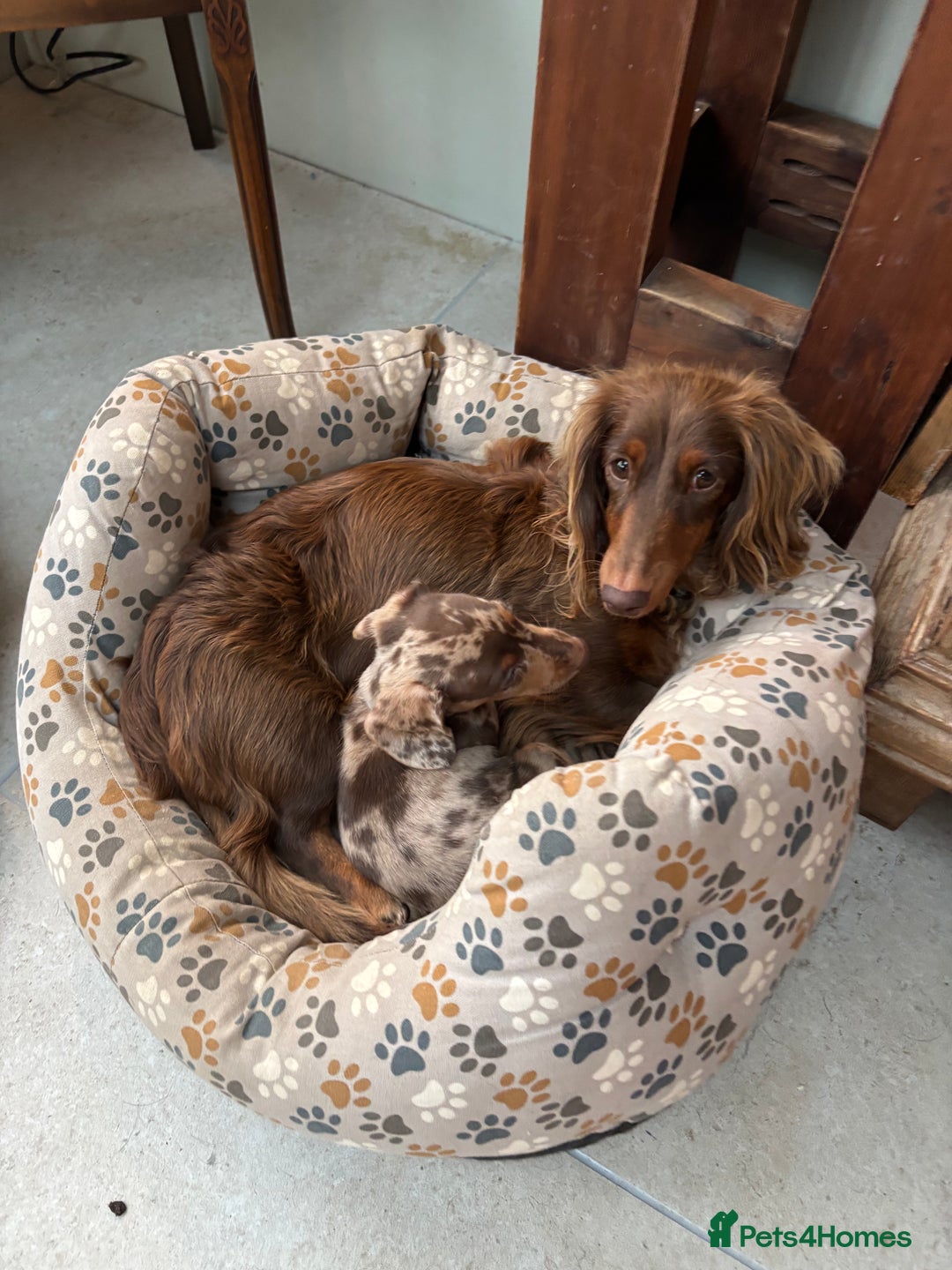 Dachshund dogs for sale: Gorgeous Dappled Dachshund Boy - Image 5