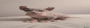 Elf Sphynx Kitten 