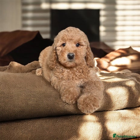 Australian Labradoodle dogs - Advert 4