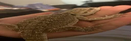 Bearded Dragon reptiles for sale: Suspected female + bio tank - Advert 2