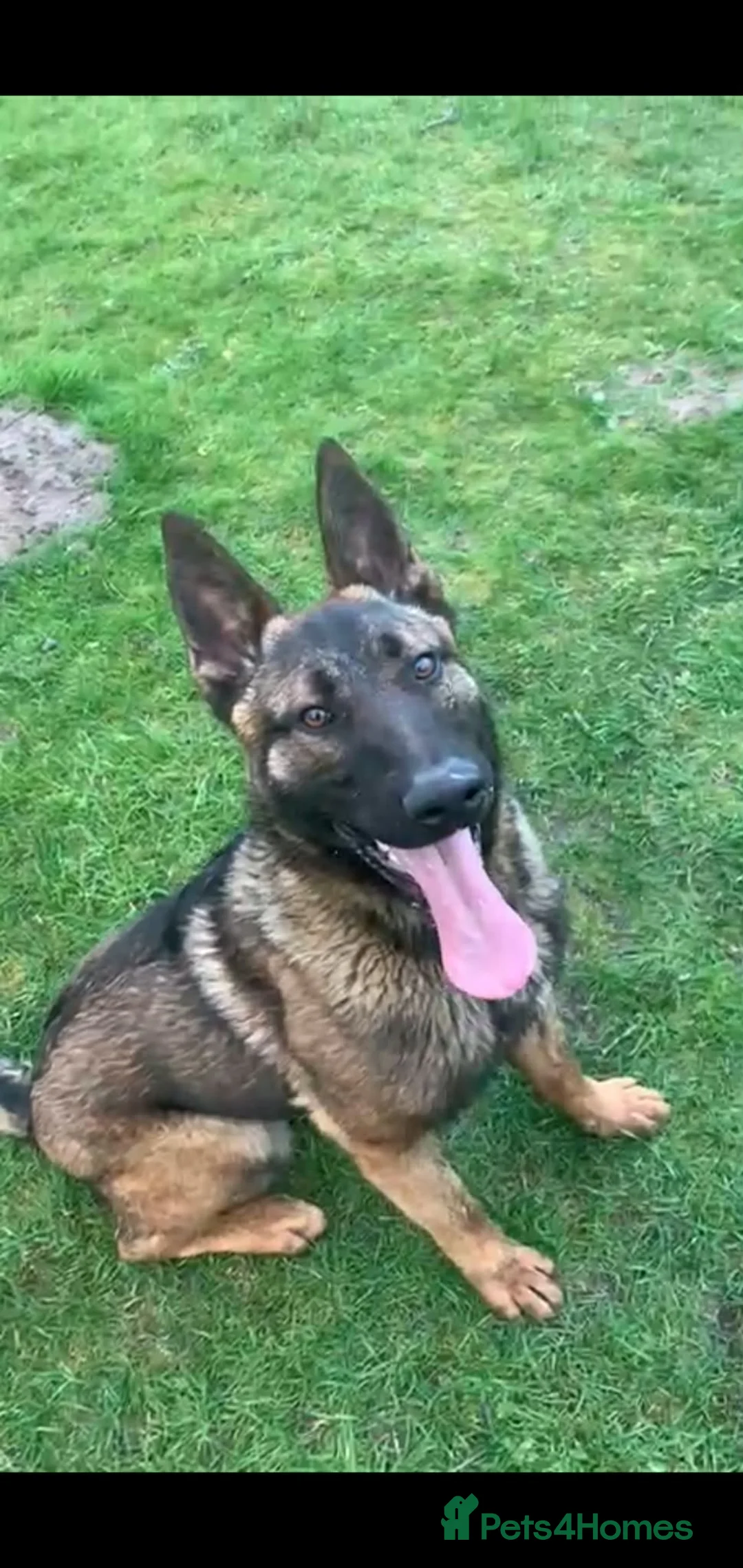 Belgian Shepherd Dog dogs for sale: Bomber - Advert 2