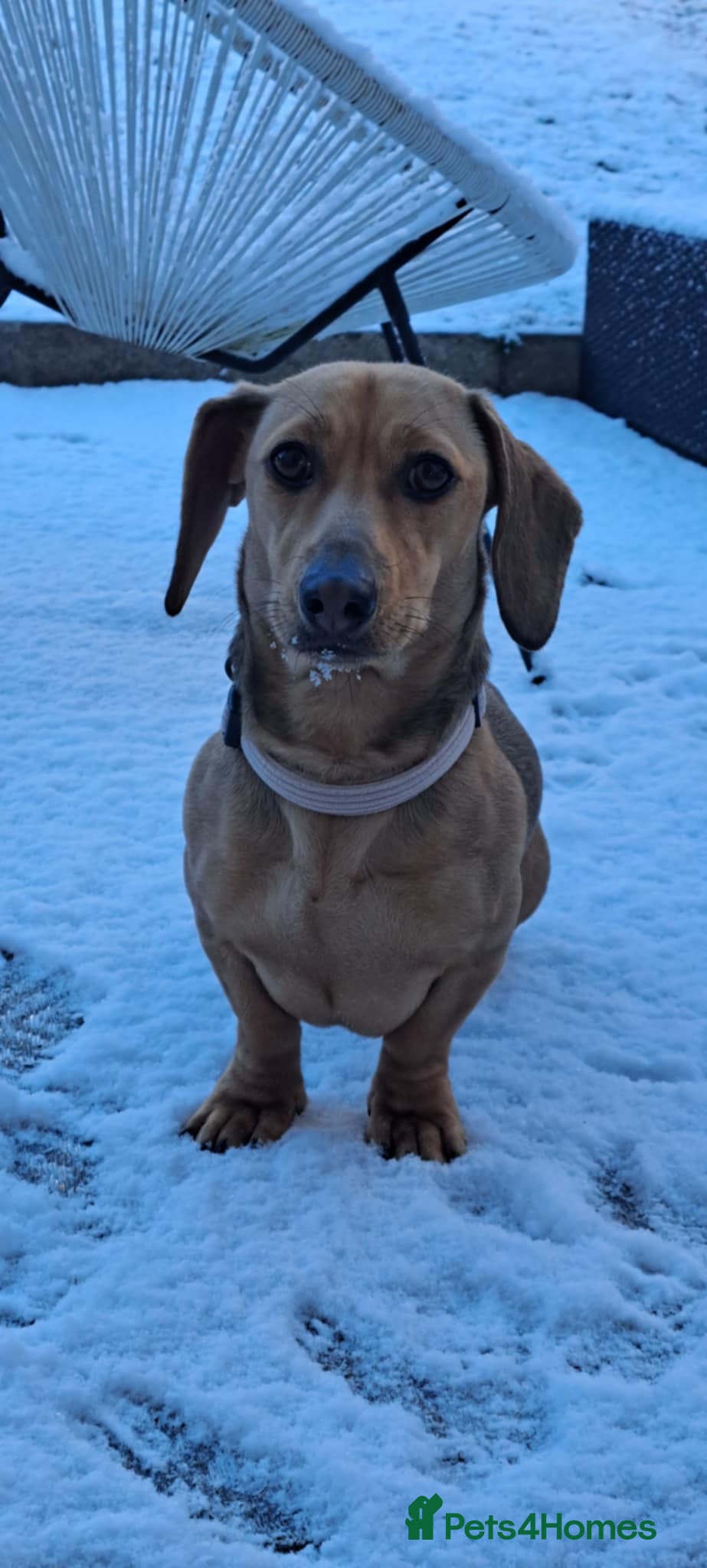 Miniature Dachshund dogs Looking for a stud, smooth, black & tan  - Advert 1