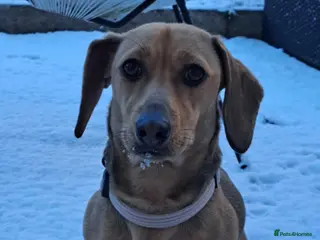 Miniature Dachshund dogs Looking for a stud, smooth, black & tan - Advert 1