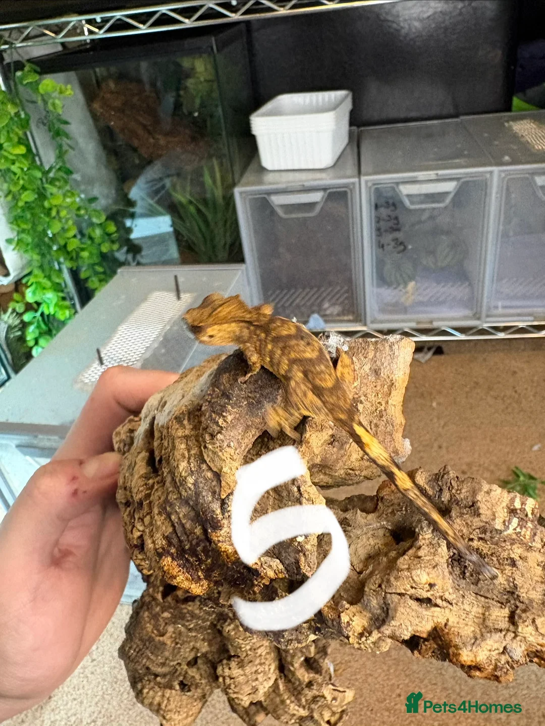Gecko reptiles for sale: Baby crested gecko mixed  - Advert 9