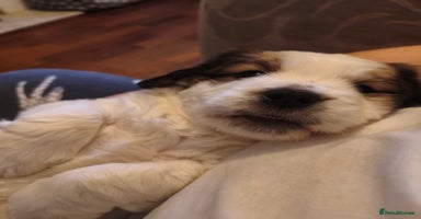 Mixed Breed dogs Gorgeous Male Cocker Bassett x Shichon Puppy  - Advert 12