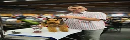 Welsh Terrier dogs for sale: Outstanding Litter of Champion Line Welsh Terriers - Advert 12