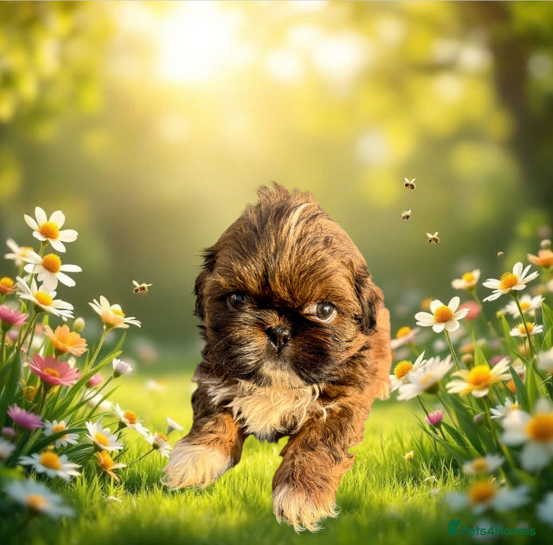 Shih Tzu dogs Stunning Shihtzu puppies  - Advert 5