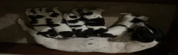 Jack Russell dogs for sale: Jack Russell puppies  - Advert 6