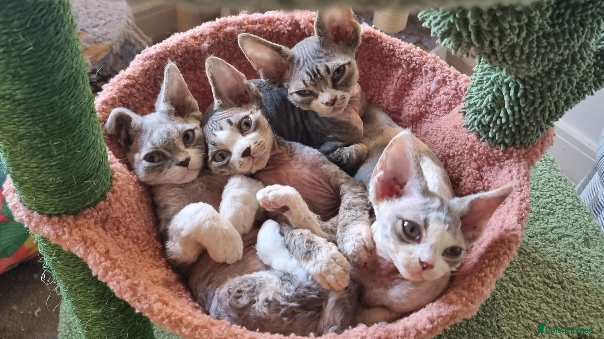 Devon Rex cats Three lovely brothers and sister - Advert 1