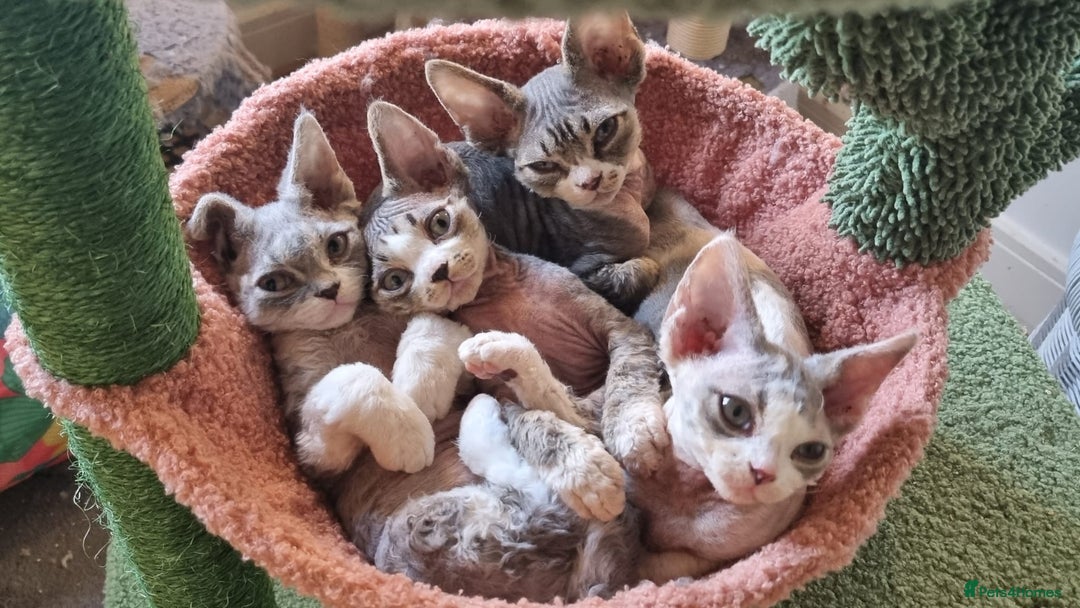 Devon Rex cats for sale: Three lovely brothers and sister - Advert 1