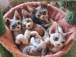 Devon Rex cats Three lovely brothers and sister - Advert 1