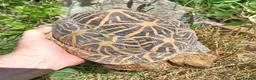 Tortoise reptiles for sale: INDIAN STAR TORTOISES ADULT BREEDING TRIO - Advert 2