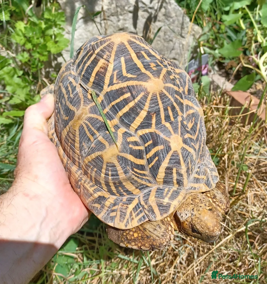 Tortoise reptiles for sale: INDIAN STAR TORTOISES ADULT BREEDING TRIO - Advert 2