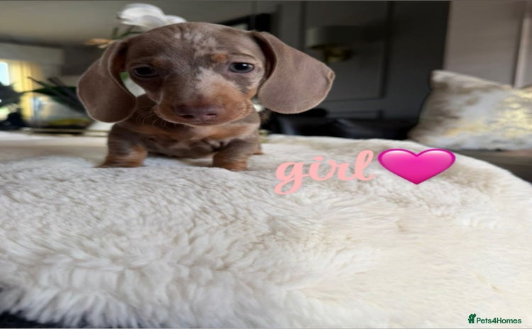 Miniature Dachshund dogs - Advert 5