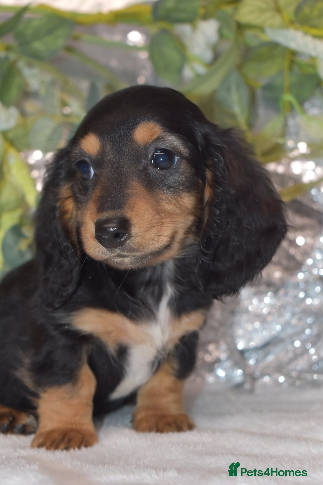 Miniature Dachshund dogs for sale: KC Miniature Dachshund Long Coat - Advert 2